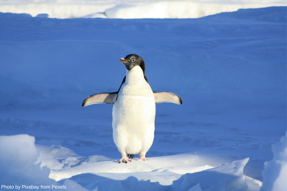 What the Penguins of Madagascar Can Teach You About Leadership